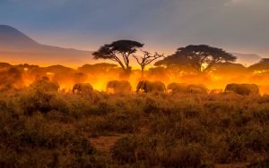 organizar safari Kenia