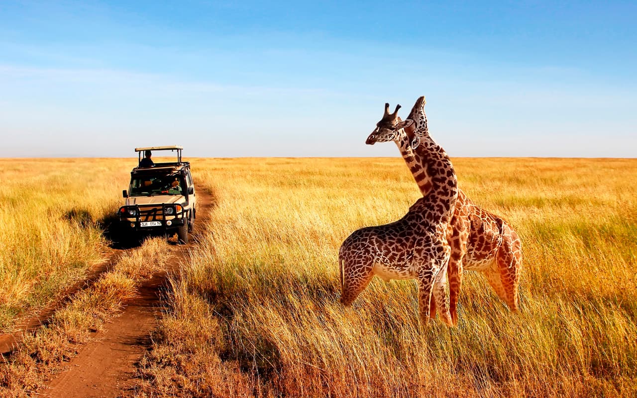 Dónde conviene hacer safaris en Kenia - Viajes a Kenia
