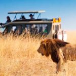 Transportes para hacer un safari por Kenia