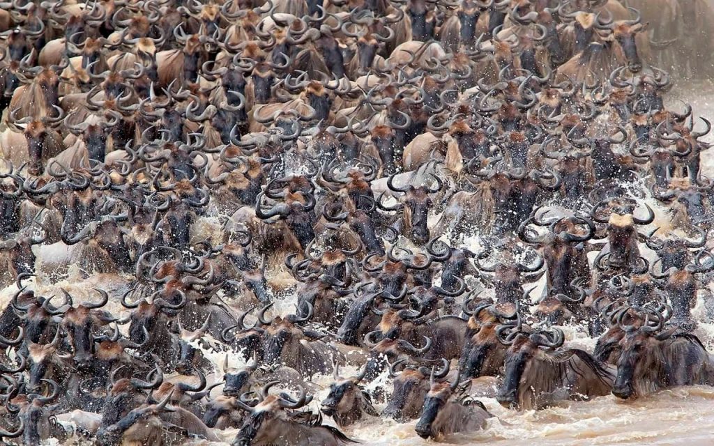 migracion animales kenia