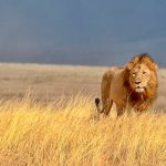 leones kenia