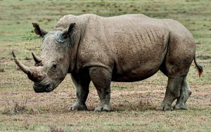 rinoceronte kenia